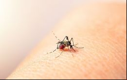La mayoría de los casos de dengue en Argentina se registraron entre pueblos originarios, mientras que en Brasil ocurrió todo lo contrario