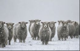 La nieve que cubre los pastos dificulta que los animales coman, explicó Jamieson