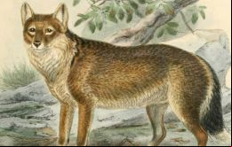 El lobo de las Falklands o Warrah, único mamífero terrestre de las Islas que fuera declarado extinto en la segunda mitad del siglo 19