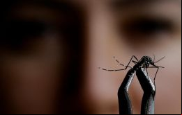 Las dos primeras muertes por fiebre de Oropouche se registraron este año en Brasil