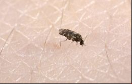 Brasil ya registró este año las dos primeras muertes causadas por Oropouche en todo el mundo