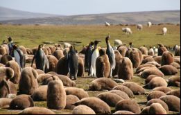 Algunas de las tantas colonias de pingüinos que habitan y anidan en las Falklands