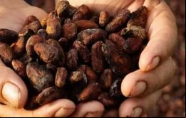 Los productores de cacao afirman que el plazo del 30 de diciembre fijado por la UE para prohibir los productos procedentes de zonas deforestadas era poco realista