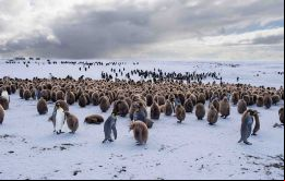 Volunteer Point, y sus pingüinos, un lugar clásico de recorrida de las excursiones a pocos kilómetros al norte de la capital Stanley (Foto D. Pettersson)