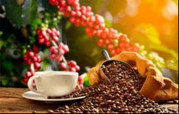 La variante arábica sigue siendo el tipo de café más exportado