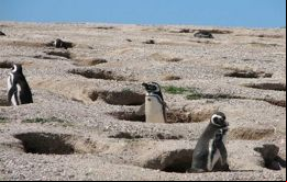 Loa pingüinos magallánicos con conocidos por anida en agujeros en la tierra