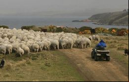 La producción de lanas en Falklands enfrenta muchas dificultades que se repetirían en el 2025 