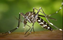 En las últimas cuatro semanas de 2024, el 84% de los casos de dengue se registraron principalmente en São Paulo, Espírito Santo, Minas Gerais, Paraná, Goiás y Santa Catarina