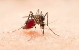La creciente circulación del dengue tipo 3 fue considerado la causa principal de un aumento de casos en Brasil