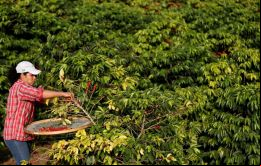 En la Bolsa de Nueva York, los principales contratos de café arábico alcanzaron máximos históricos