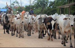 Las autoridades bolivianas están priorizando la demanda interna de carne