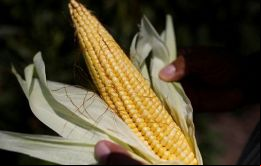 Estas semillas son conocidas como los chips de la agricultura, se explicó