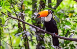 Se han establecido un total de 23 objetivos para promover la regeneración de los biomas de Brasil
