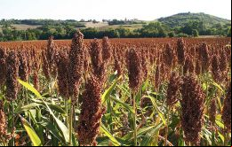 El sorgo es un cultivo clave en Bolivia