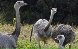 Los choiques son aves no voladoras que desempeñan un papel clave en la distribución de semillas en sus desplazamientos de larga distancia
