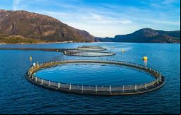  Chile junto a Noruega y Escocia son los principales productores mundiales de salmones en granjas