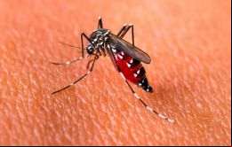 ”Se observa una mayor prevalencia del virus del dengue serotipo DEN-1 (64%)”, mencionó también el Ministerio de Salud
