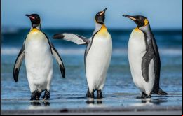 Entre los pingüinos, los machos incuban los huevos mientras las hembras cazan (foto Derek Pettersson VP Falklands)