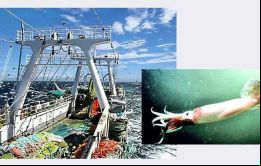 La ausencia de un calamar con tamaño comercial, ocurre en un ejercicio en que las compañías de pesca han invertido decenas de millones en nuevas embarcaciones. 