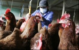 El Senacsa adoptó esta medida mientras espera la autorización para iniciar exportaciones de carne de res a Filipinas
