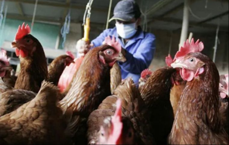 El Senacsa adoptó esta medida mientras espera la autorización para iniciar exportaciones de carne de res a Filipinas