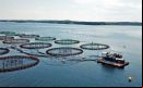El posible proceso para cría de salmones en las denominadas jaulas de malla flotantes o jaulas de cría en red abierta, están en el centro del debate, pues permiten el libre intercambio entre aguas