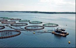 El posible proceso para cría de salmones en las denominadas jaulas de malla flotantes o jaulas de cría en red abierta, están en el centro del debate, pues permiten el libre intercambio entre aguas