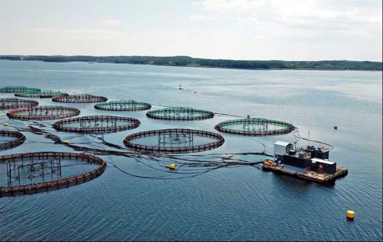 El posible proceso para cría de salmones en las denominadas jaulas de malla flotantes o jaulas de cría en red abierta, están en el centro del debate, pues permiten el libre intercambio entre aguas