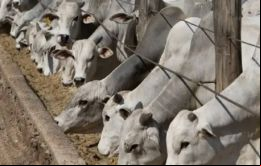 El nuevo estatus plantea nuevos desafíos para la carne boliviana