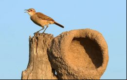 El brote afecta a aves de la especie joão-de-barro (Furnarius rufus)