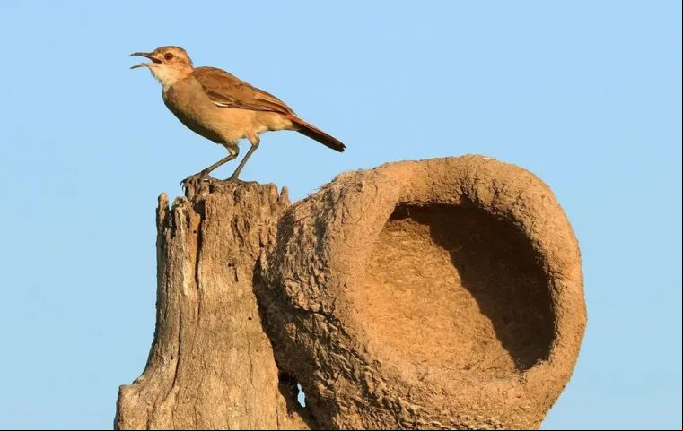 El brote afecta a aves de la especie joão-de-barro (Furnarius rufus)