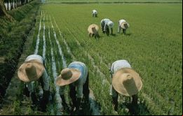 China con 7% de las tierras cultivables y 6% de los recursos hídricos del mundo debe alimentar a 22% de la población mundial