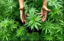 Una mayoría de la población uruguaya es contraria al nuevo enfoque referido a cannabis 