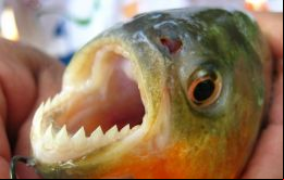 Las palometas son peces carnívoros, de dientes afilados y muy agresivos que llegan a medir 13 centímetros 