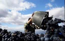 China cubre el 80% de la demanda con producción doméstica 