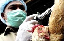 ”El virus H10N8 ha seguido circulando y puede infectar a más humanos en el futuro”