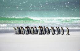 El fuerte sentimiento anti-argentino y las colonias de pingüinos llaman la atención de los enviados mexicanos 