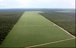 La soja y la carne bovina son las principales exportaciones del Paraguay 