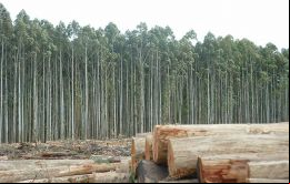La chilena Arauco casi triplicó sus ganancias en el año vencido por los buenos precios de la celulosa