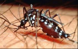 El dengue transmitido por el mosquito  Aedes Aegypti se sigue extendiendo en países  del Mercosur, a excepción de Uruguay  