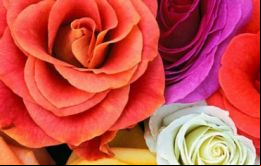 Las rosas ecuatorianas, consideradas entre las mejores del mundo