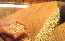 Soja, arroz y frijoles son los cultivos que experimentan el mayor crecimiento 
