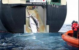 El cargamento de 2.000 toneladas descargado el jueves en Osaka movilizó a Greenspeace Japón 
