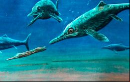 Los ictiosaurios, reptiles marinos, medían cinco metros de largo y vivieron entre el periodo Triásico y el Cretácico