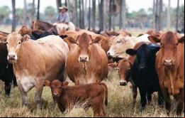 Se recuperaron los mercados ruso y chileno para la carne paraguaya y en el correr del año podrían abrirse la UE 