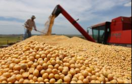 Según la Bolsa de Cereales de Buenos Aires la soja suma 55.5 millones de toneladas
