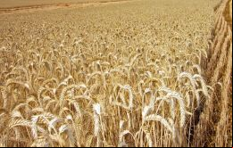 El año pasado las ventas de trigo y cebada jugaron un papel preponderante en el aumento de las ventas 