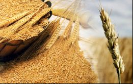 La medida, limitada en tiempo y volumen, se cumple a pesar de las protestas de los agricultores  