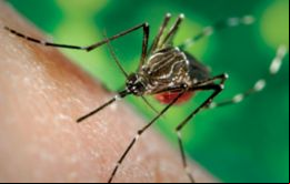 También llamado el virus del dolor, el chikungunya es trasmitido por los mismos mosquitos que actúan con el dengue 