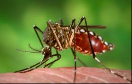 No hay vacuna ni medicina para tratar el virus, transmitido por los mosquitos Aedes aegypti y Aedes albopictus, que también pueden contagiar el dengue.